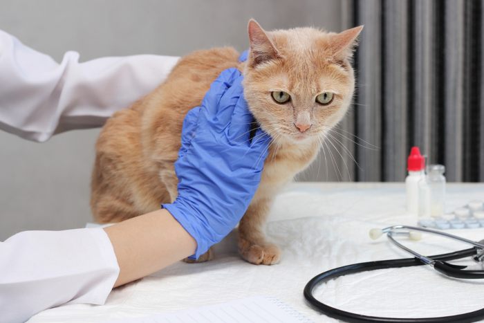 cat-veterinarian