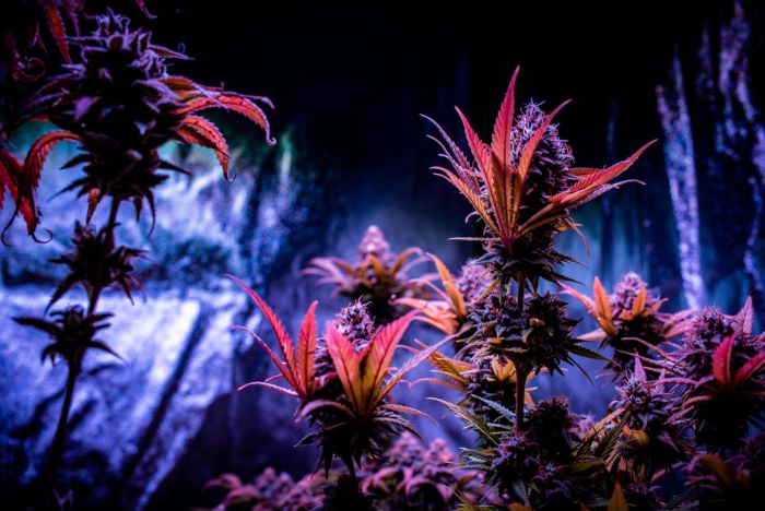 Cannabis plants flowering inside grow tent