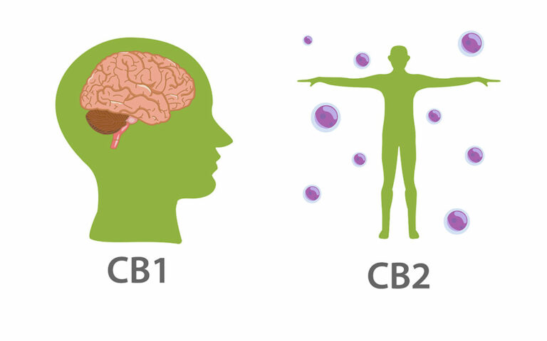 קולטני-CB1-CB2